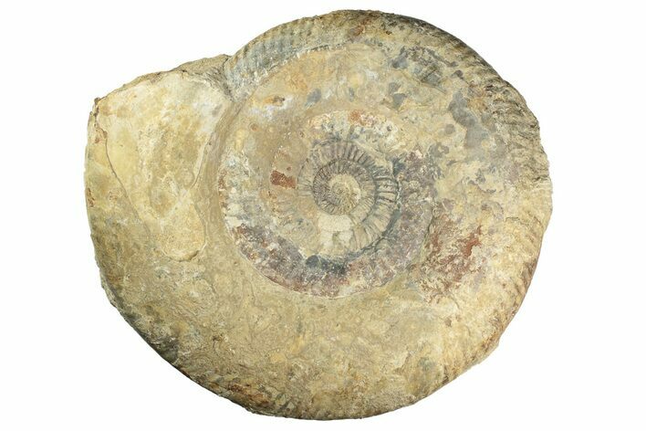 Huge, Jurassic Ammonite (Parkinsonia) Fossil - England #211761